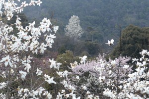 20160405　コブシの花が満開です (3)